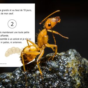 Dossier Fourmi : 70 pages d’activités pédagogiques (GS, CP, CE1) à imprimer
