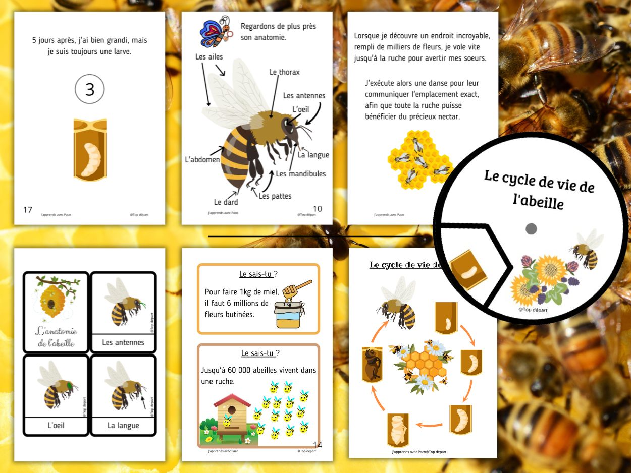 Montage des fiches du dossier abeille : schéma d'anatomie, cycle de vie illustré, cartes de nomenclature et anecdotes sur la fabrication du miel.