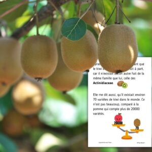 Dossier Kiwi : +70 pages d’activités pédagogiques (GS, CP, CE1) à imprimer