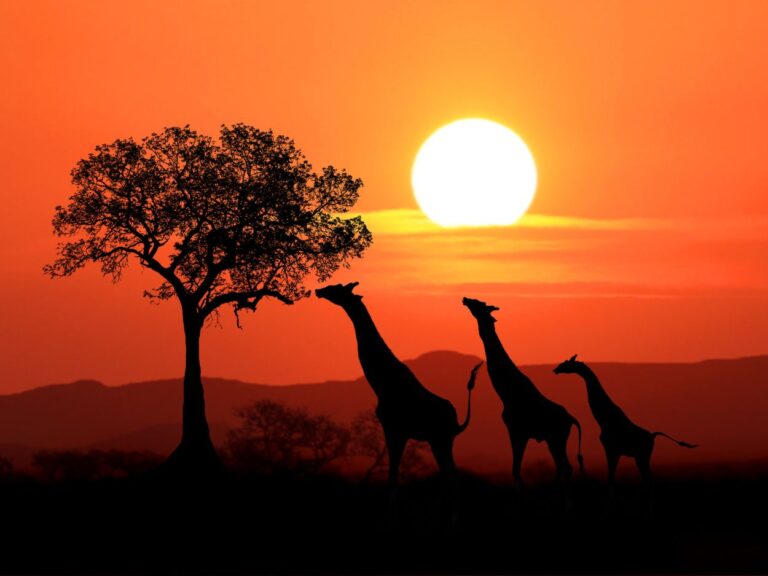 Lire la suite à propos de l’article L’Afrique expliquée aux enfants : animaux, paysages et cultures