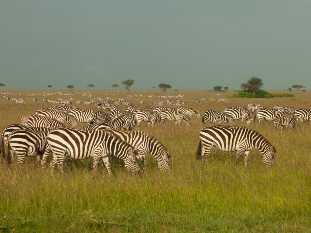 Un grand troupeau de zèbres sauvages en train de paître dans les plaines herbeuses de la savane africaine.