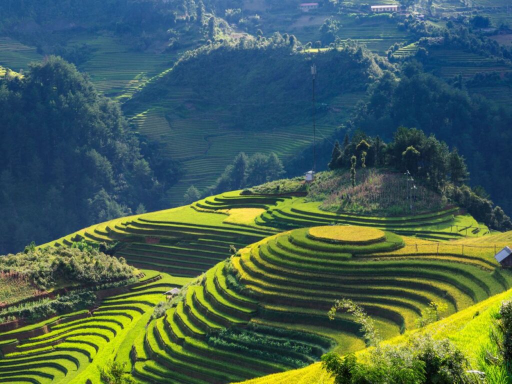 Paysage de rizières en terrasses verdoyantes sur les collines