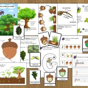 Cycle de vie du chêne : Pack Pédagogique (GS-CP-CE1) | 161 Pages PDF