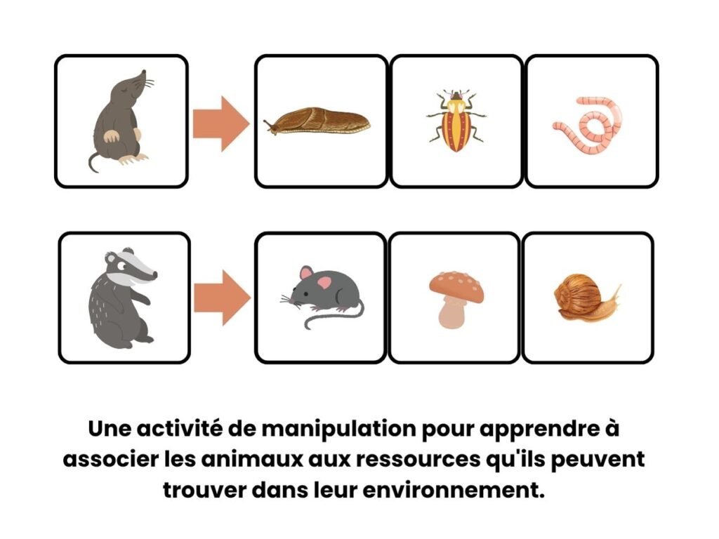 Fiche d'association montrant le régime alimentaire de la taupe et du blaireau pour des activités de maternelle.