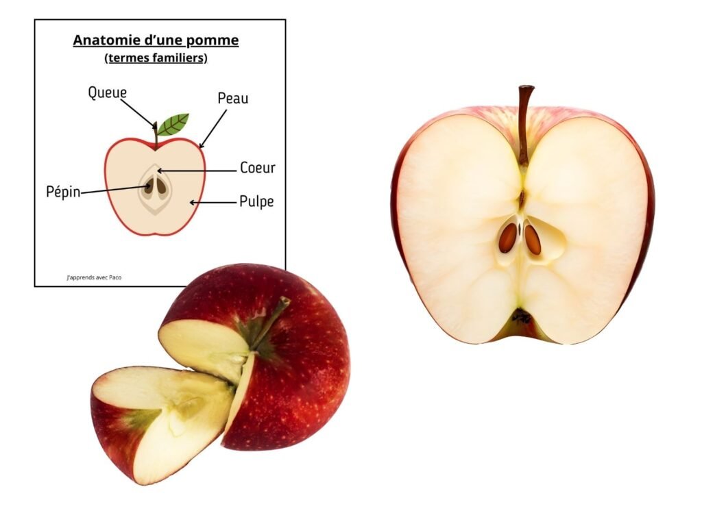 Fiche d'anatomie de la pomme avec termes familiers (queue, peau, cœur, pépin, pulpe) et visuels de pommes coupées.
