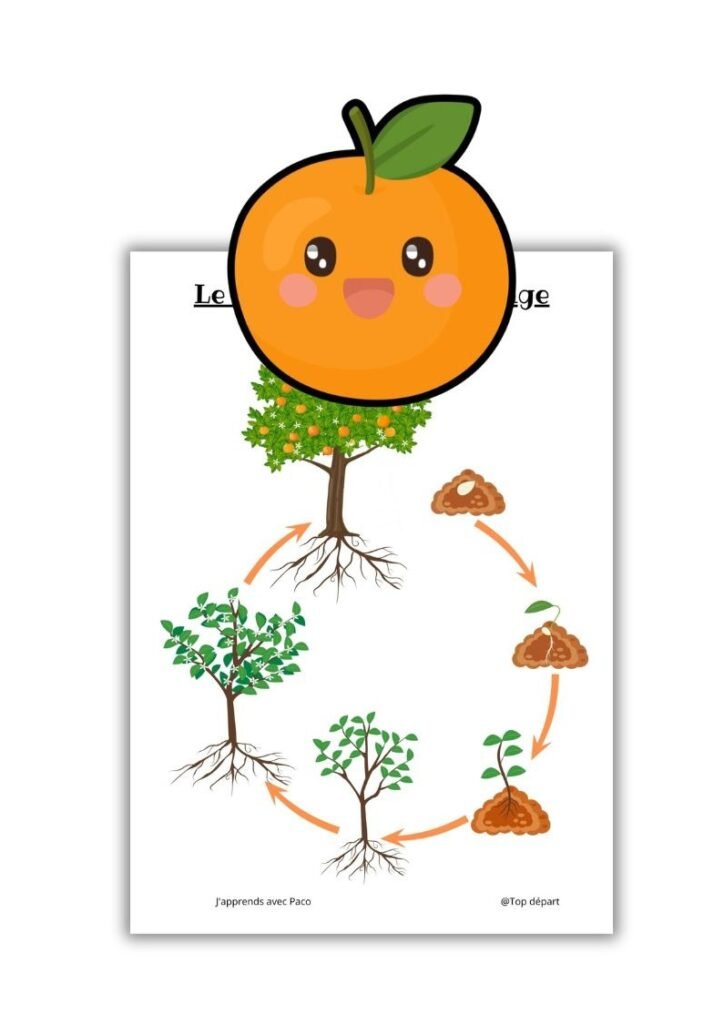 Illustration pédagogique montrant le cycle de vie de l'oranger avec Paco sous forme de petite orange kawaii au-dessus.