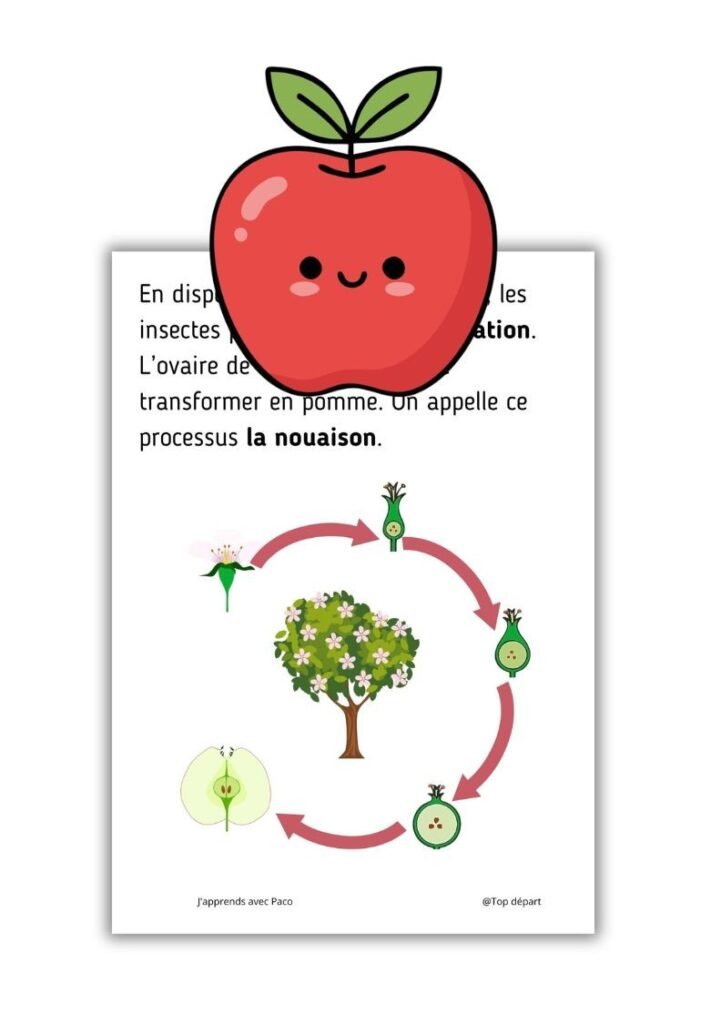 Fiche d'activité imprimable expliquant la transformation de la fleur en pomme et le processus de nouaison avec une illustration de pomme.