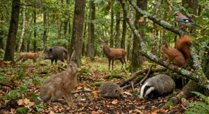 Lire la suite à propos de l’article Les animaux de la forêt en maternelle : activités et découvertes 