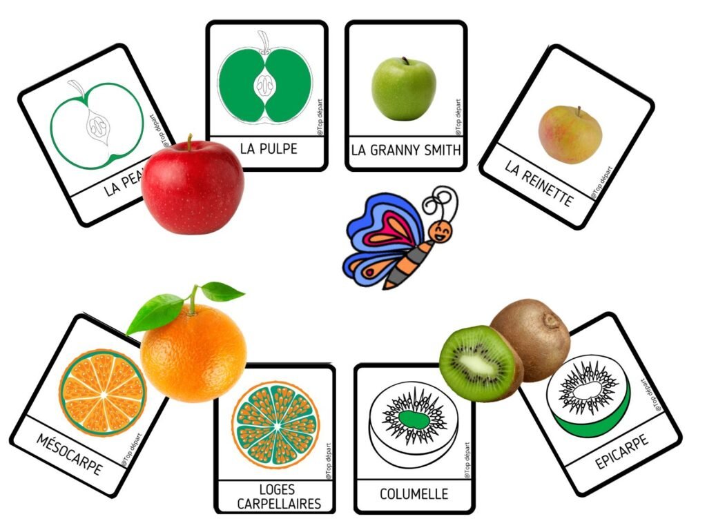 Cartes pédagogiques sur la pomme, l'orange et le kiwi avec la structure anatomique et le papillon Paco.