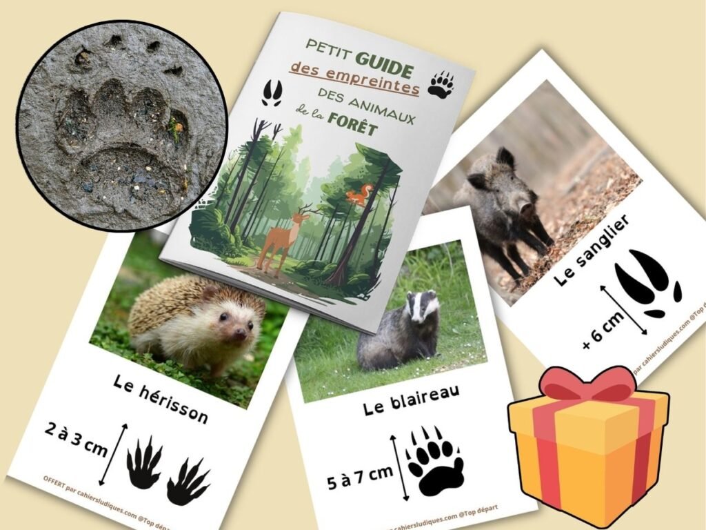 Couverture du petit guide gratuit des empreintes des animaux de la forêt pour les activités d'observation en maternelle.